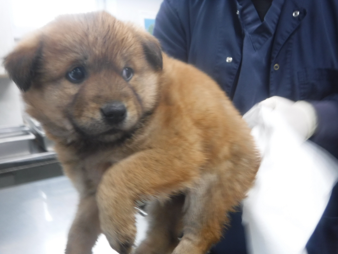 제주 동물보호센터_450650202301117